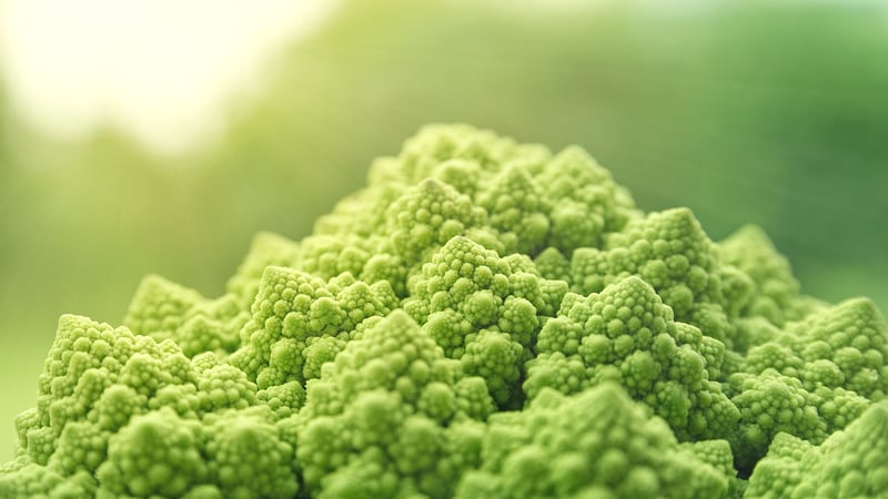 Plant-Based Cooking